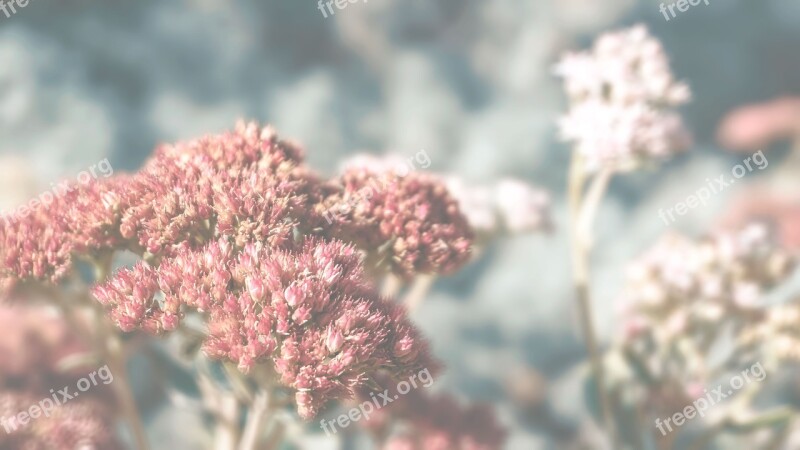 Flowers Sedum Succulent Plants Garden