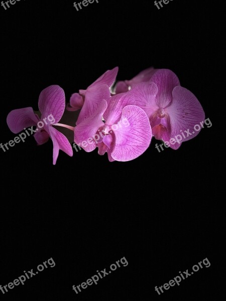 Flower Orchid Plant Nature Flora