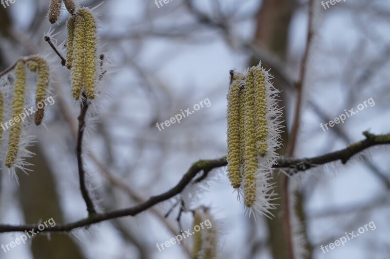 Winter Hazelnut Snow Cold Tree