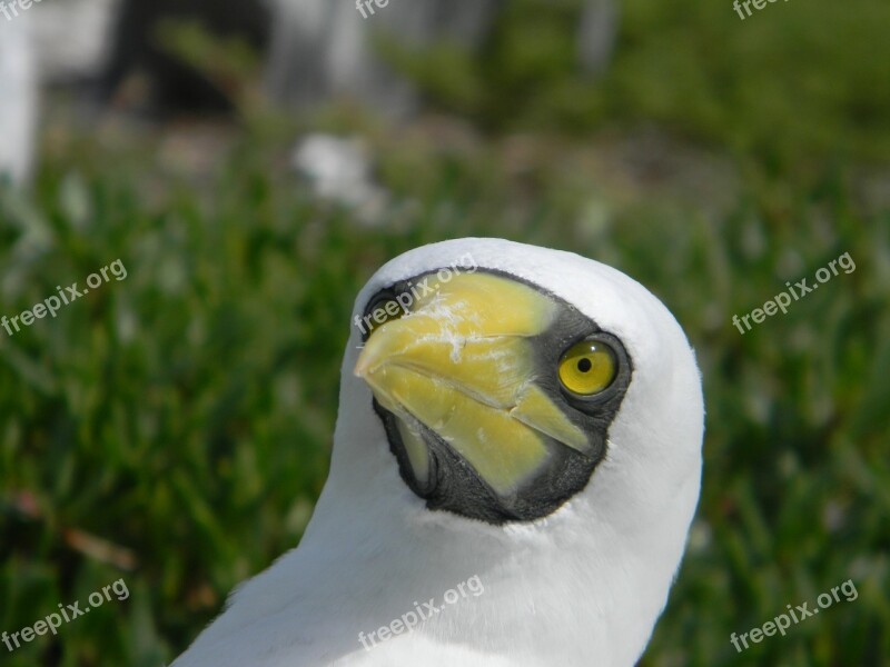 Booby Bird Nature Mar Birds