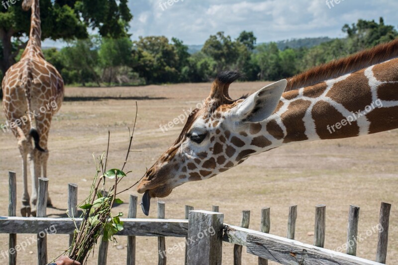 Hungry Giraffe Safari Feeding Time Philippines Giraffe