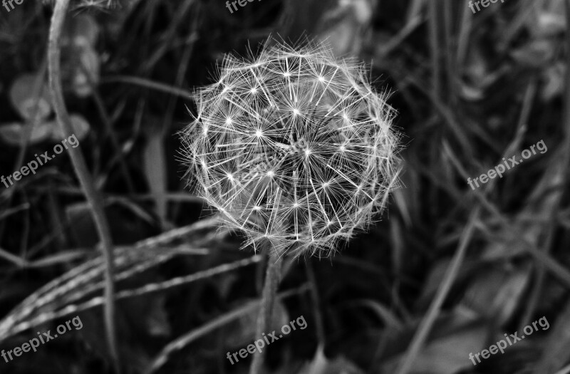 Dandelion Plant Seeds Pods Stem