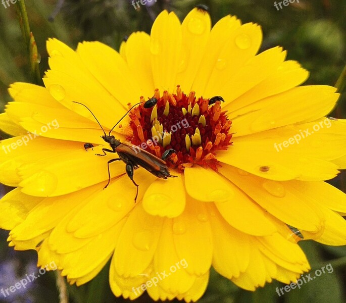 Marigold Flower Yellow Insects Raindrop