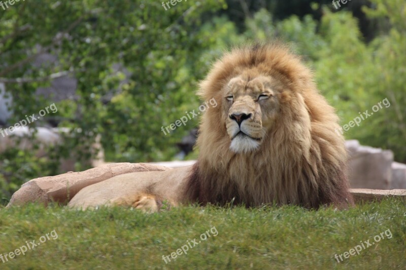 Lion Animals Wild Feline Tawny