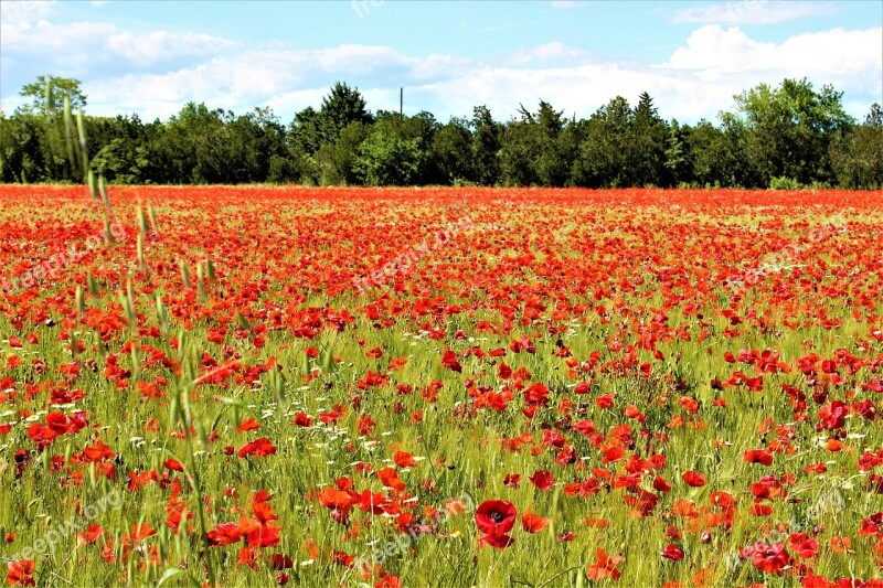 Poppies Field Fleuri Nature Free Photos