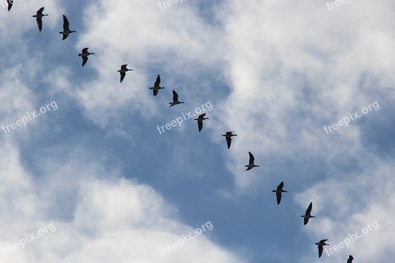 Bird Migration Migratory Birds Wild Geese Blue Sky