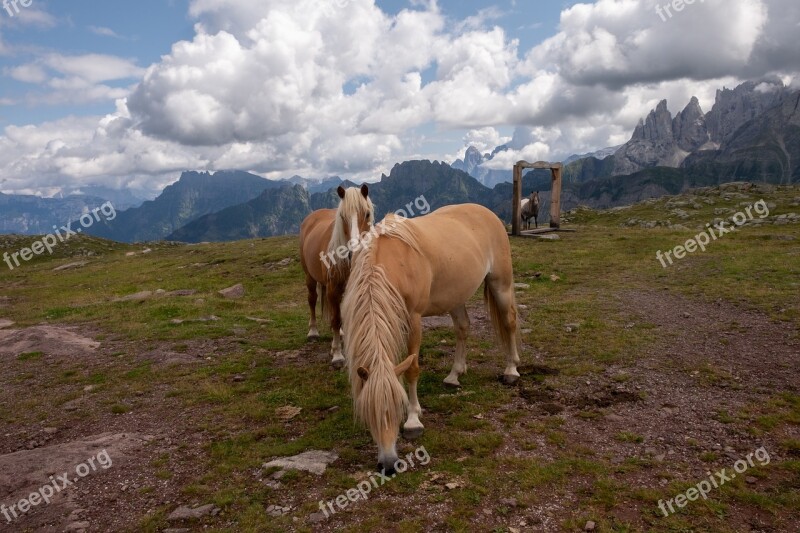 Horses Mountain Sky Nature Mountains