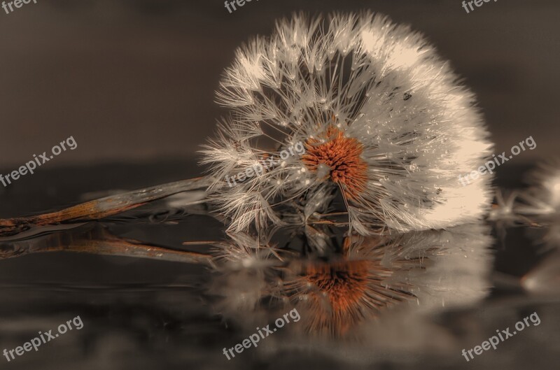 Plant Dandelion Meadow Nature Nuns