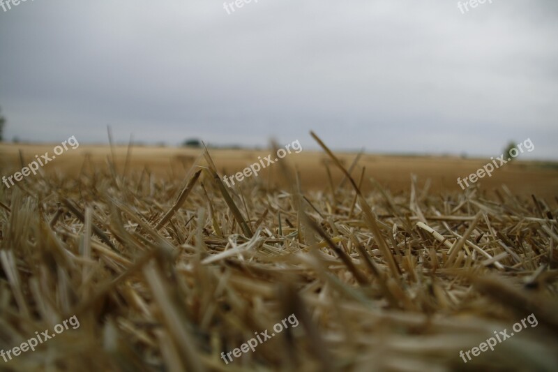 Field Straw Mowing Segar Landscape