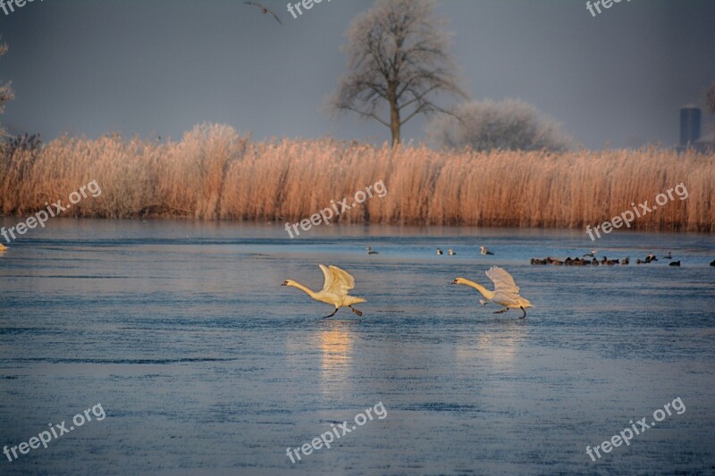 Lake Frost Landscape Nature Cold