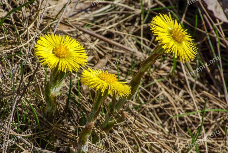 Coltsfoot Spring Flower Yellow Nature