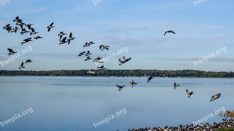 Geese Flying The Birds Sky Nature