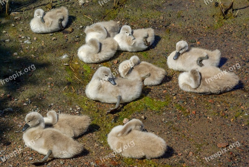 Swan The Brood Waterfowl Sun Winged