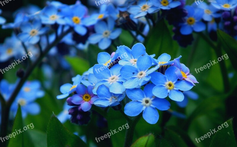 Nots Flowers Blue Garden Nature