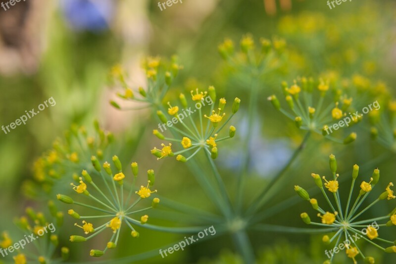 Dill Herbs Green Landscape Format Free Photos