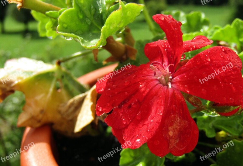 Flower Plant Geraneo Rain Garden