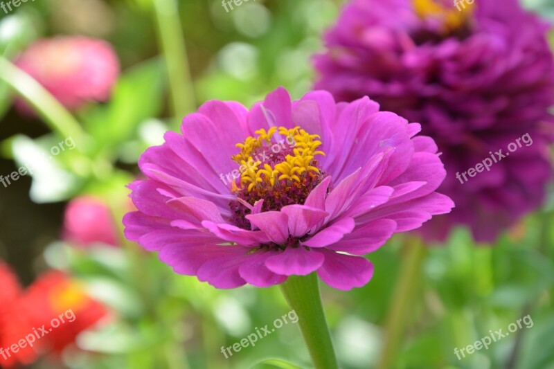 Flower Flower Petals Color Purple Bouquet Garden Flora