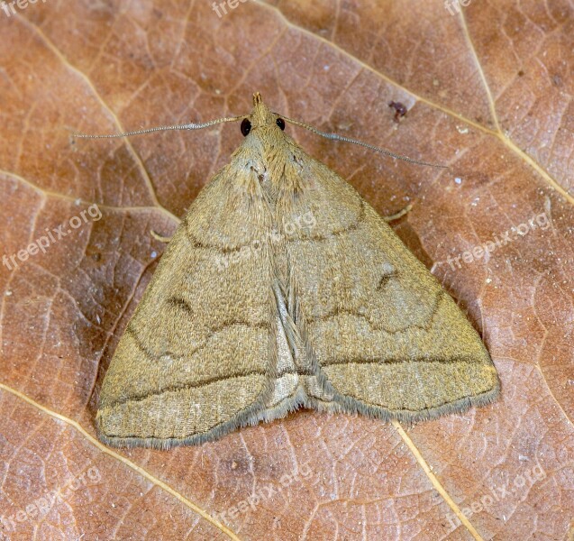 Fan-foot Moth Pattern Wing Antenna