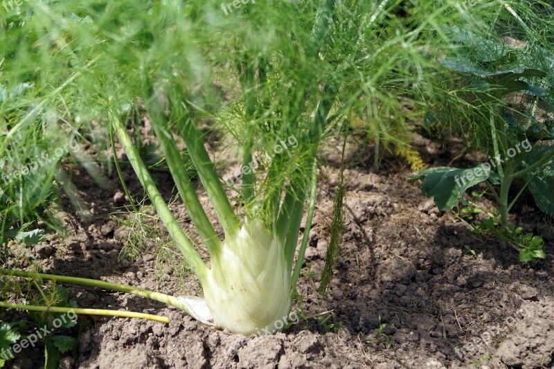 Fennel Fennel Bulb Fennel Vegetable Vegetables Fresh