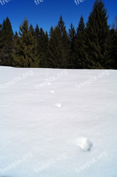 Footsteps Snow Steps Individual Steps In The Snow Forest