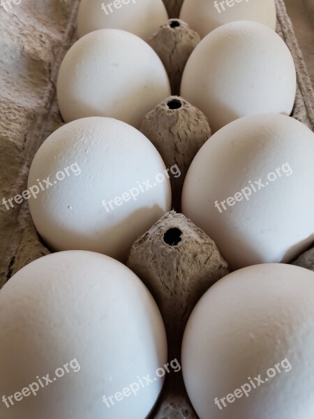 Eggs Dozen Food Carton Egg