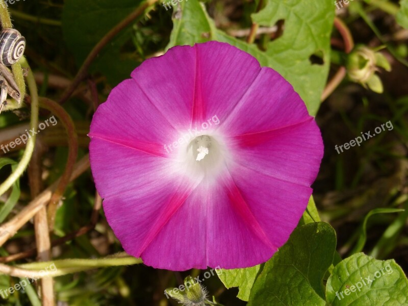 Flower Bell Campanula Magenta Purple