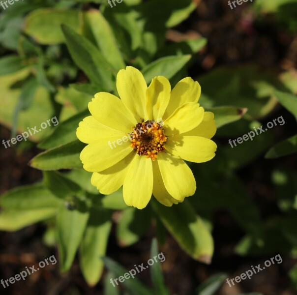 Yellow Flower Petals Plant Nature Garden Free Photos