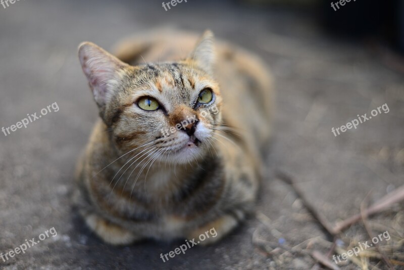 Tabby Cat Cute Cats Kitten