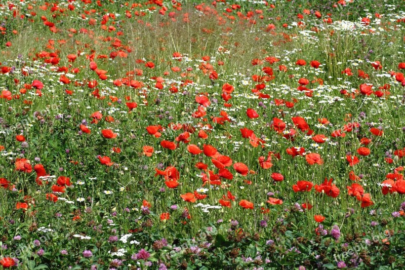 Meadow Nature Plant Poppy Red