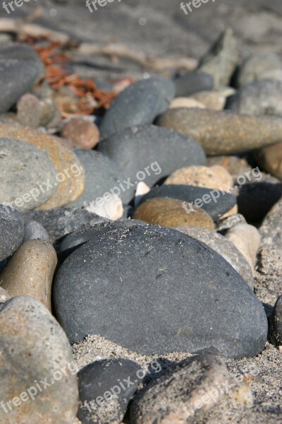 Rocks Seaweed Driftwood Beach Nature