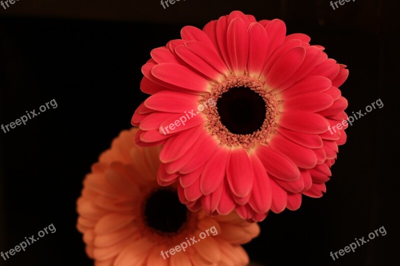 Flowers Gerbera Bloom Pink Dark Background