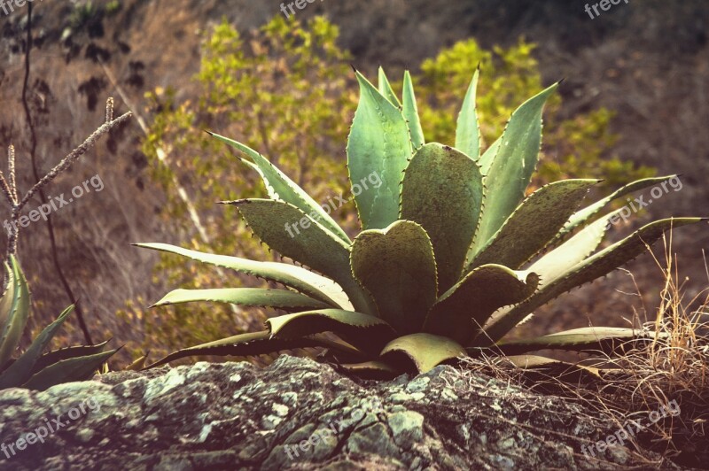 Thorns Stone Plant Thorny Green