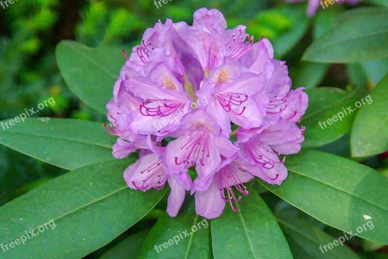 Rhododendron Flower Bush Bloom Garden