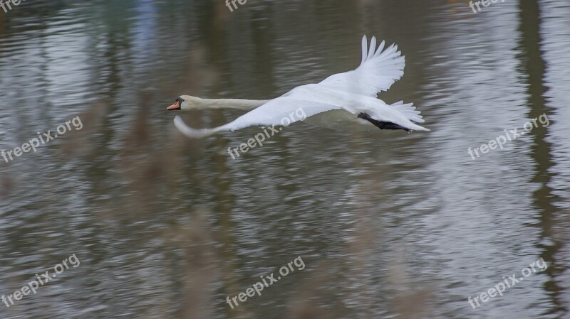 Swan Fly Water The Birds Nature