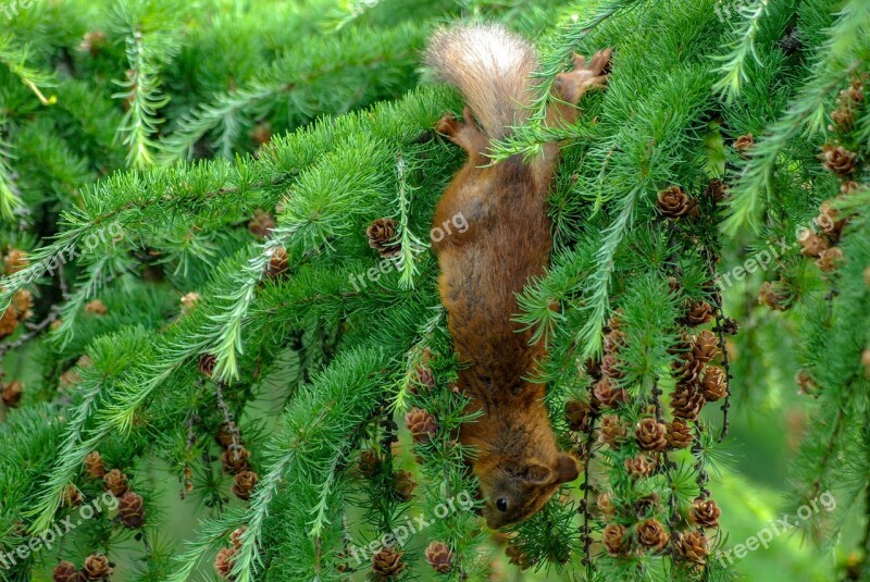 Squirrel Cone Eat Softwood Larch