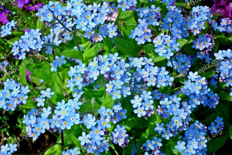 Nots Flowers Blue Garden Nature