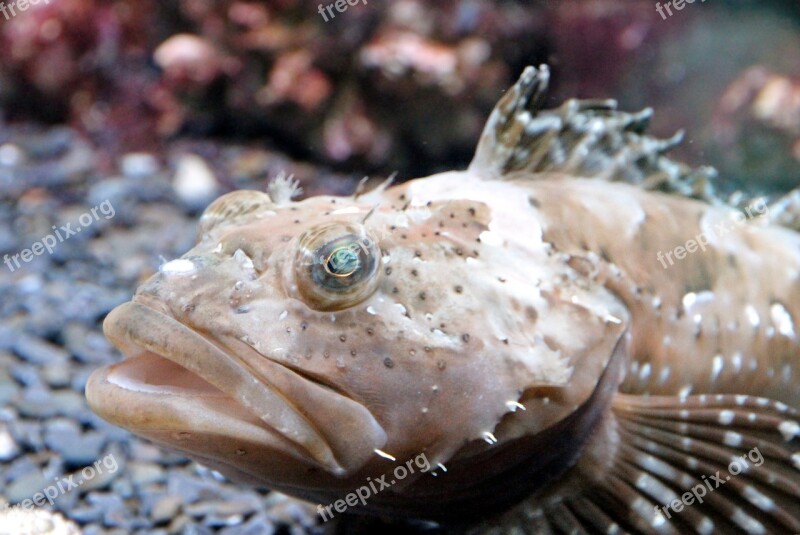 Fish Bottom Fish Animal Closeup Head