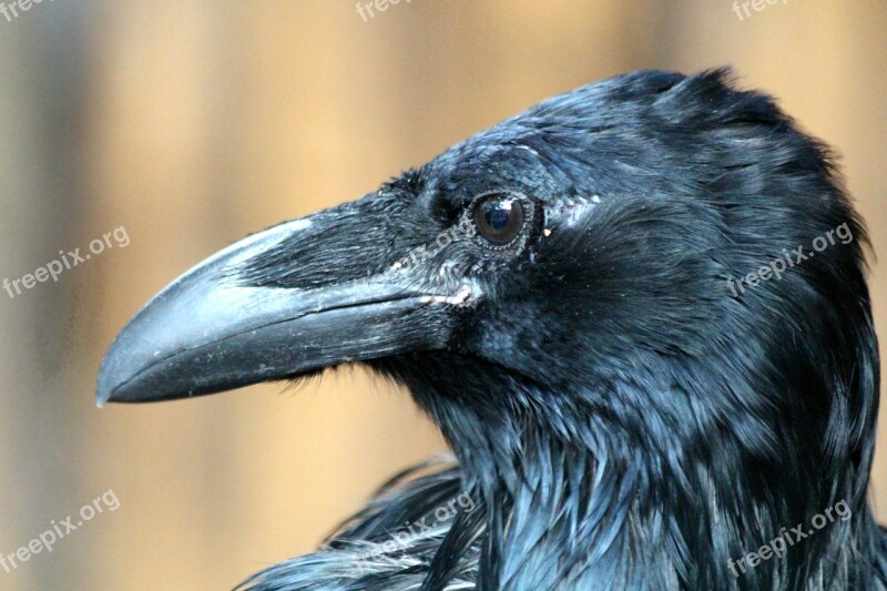 Raven Corvus Corax Young Bird Nature