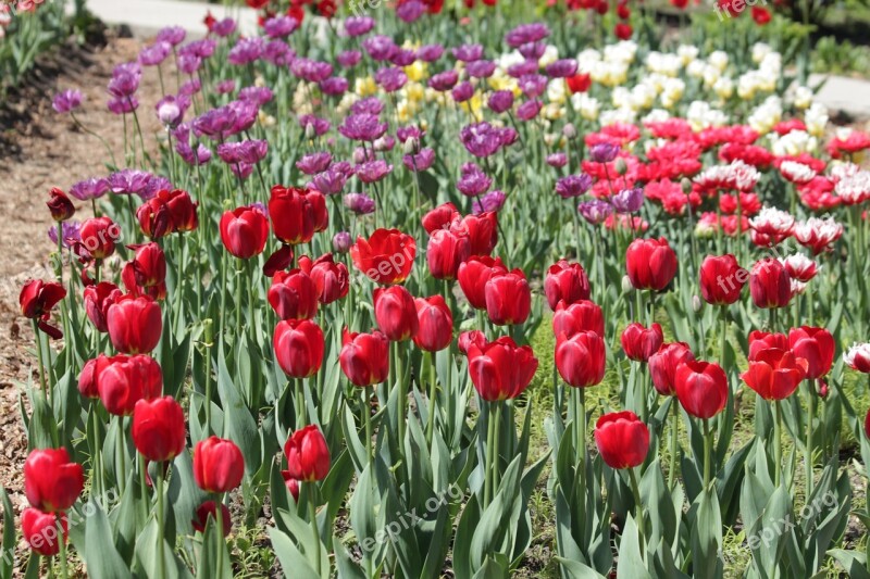 Tulips Red White Lilac Flowers