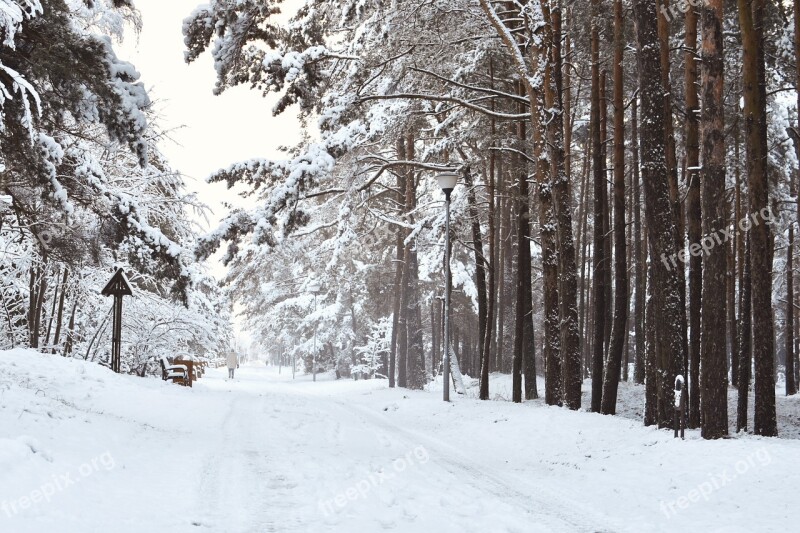 Wintry Scenic Landscape Snowy Pine Forest Winter Forest