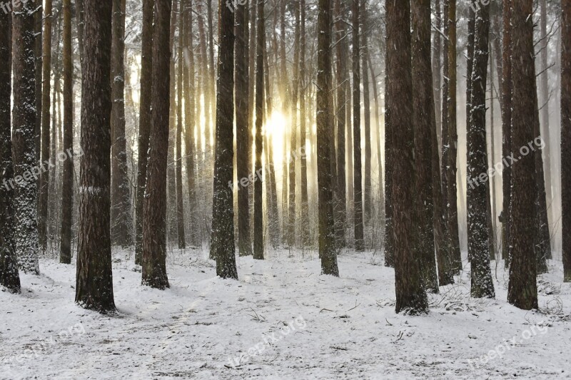 Woodland Snow Winter Sunrise Wintry Sunrise