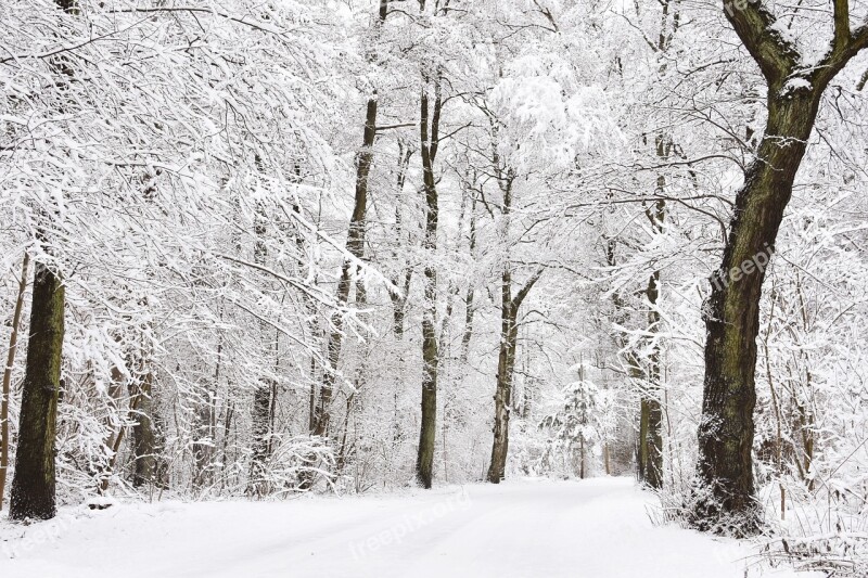 Winter Wintry Forest Snowy Forest Hoarfrost Forest