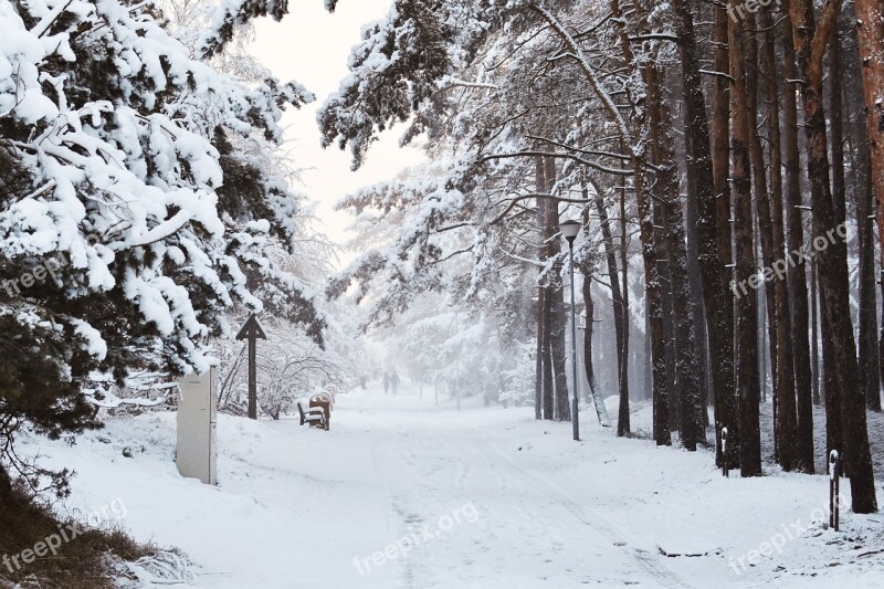 Wintry Way Snowy Way Forest Way Love Story Forest