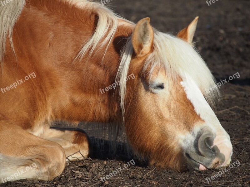 Haflinger Sleep Rest Satisfaction Smile