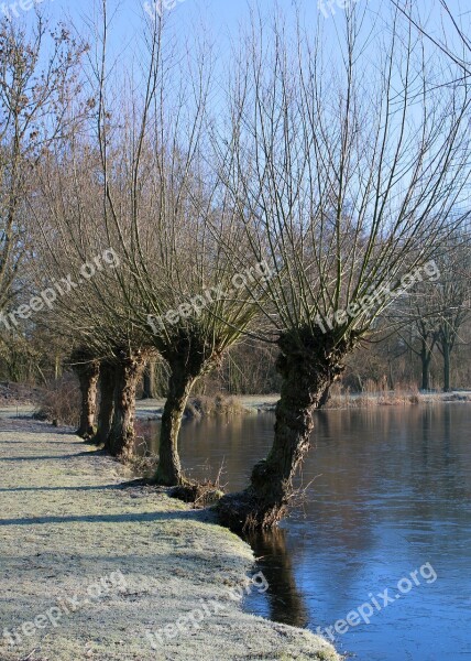 Tree Lake Bank Frost Winter