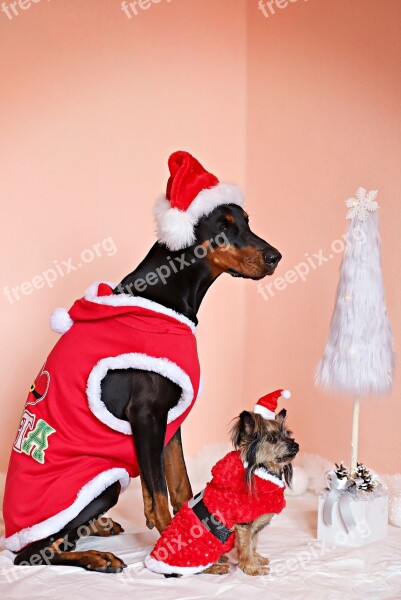 Doberman Yorkshire Terrier Dogs Santas Christmas