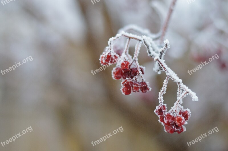 Hoar Frost Winter Frost Tree Cold