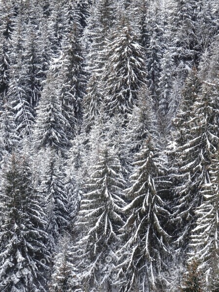 Firs Snowy Structure Texture Background