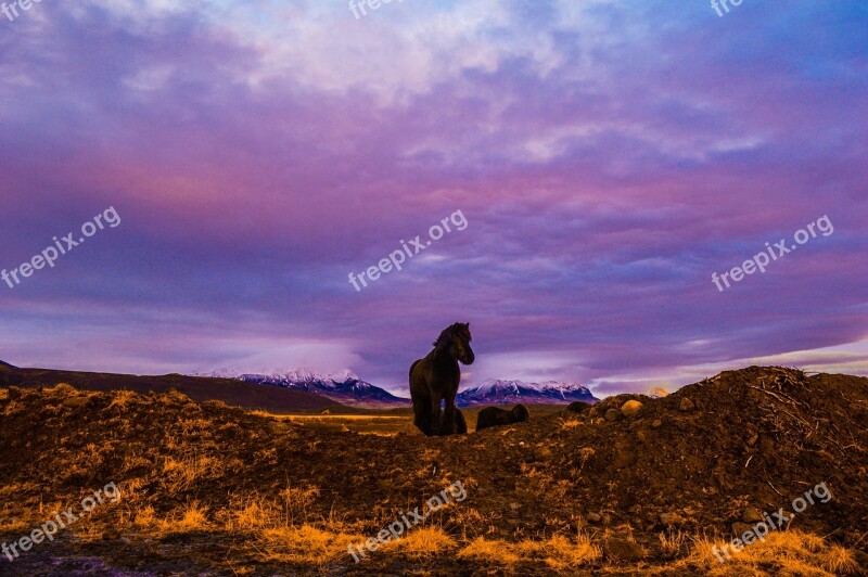 Iceland Golden Circle Nature Savage Horse