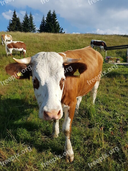 Cow Beef Brown White Pasture Alm